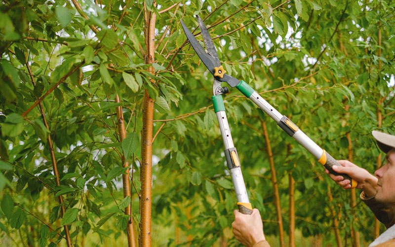 Tree trimming in Merritt, NC