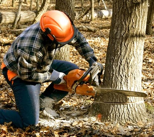 Tree Removal in Merritt, NC